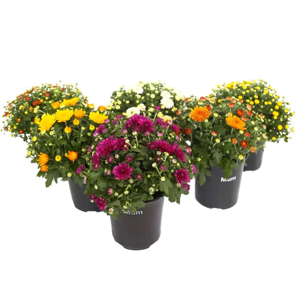 8" Garden Mums (Single or Bundle)
